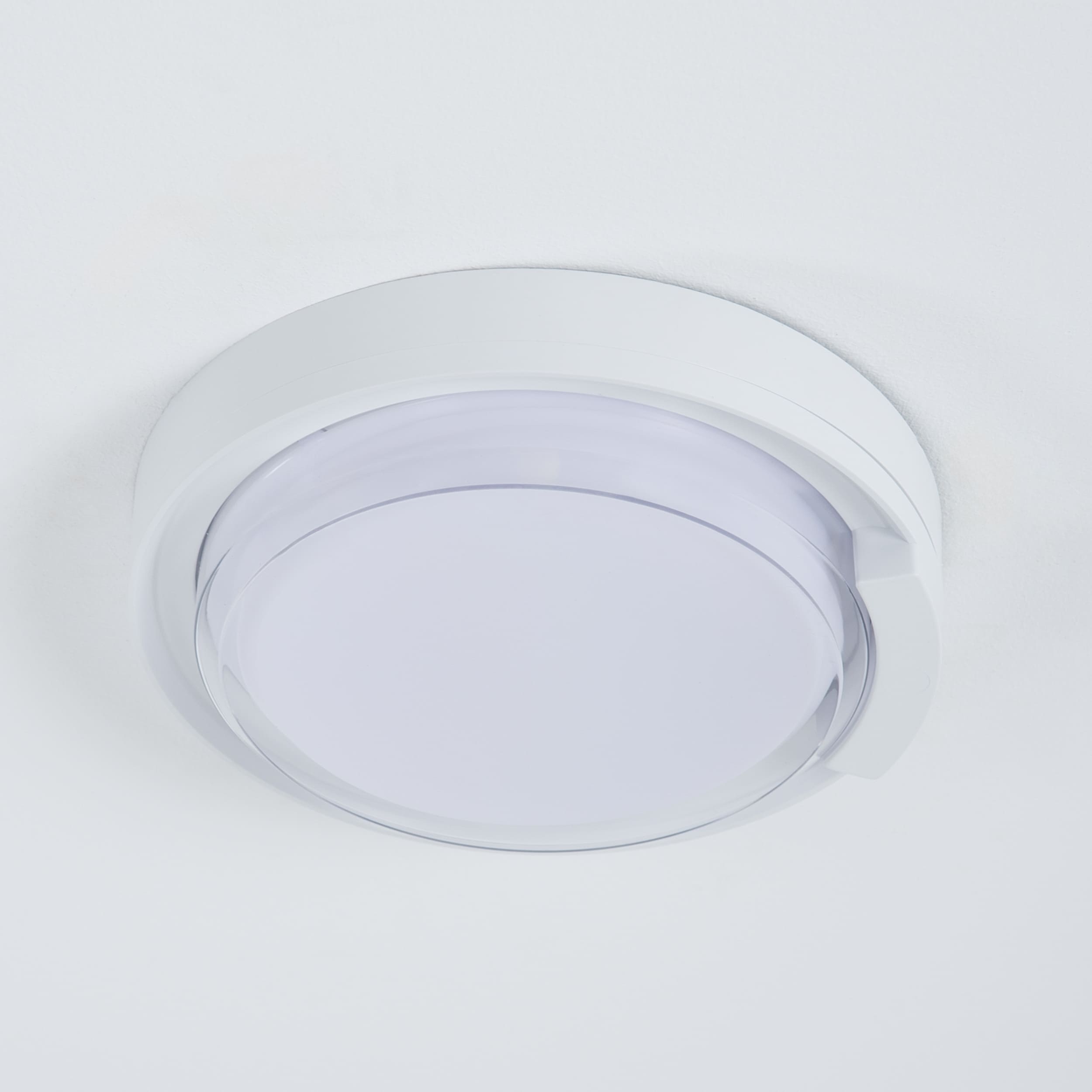 Rounded Cow Eye-White